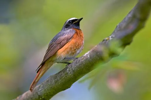 Common redstart Foto stock