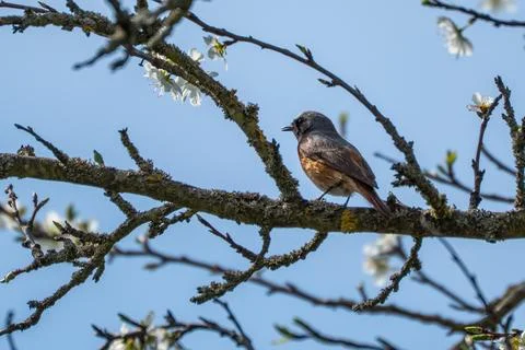 Common redstart resting in tree Foto stock
