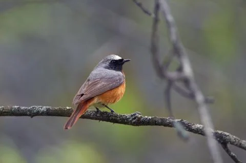 Common redstart sits on an oak tree during the breeding season in the natural Stock Photos