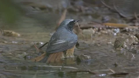 Common Redstart taking a bath Video stock 256769169