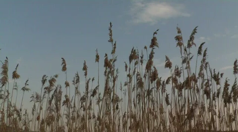 Common reed against sky Stock Footage 365228