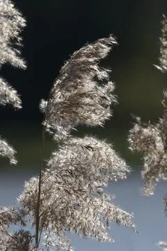 Common reed backlit from the sun Foto stock