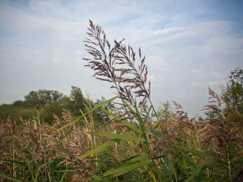 Common reed bed Stock Photos
