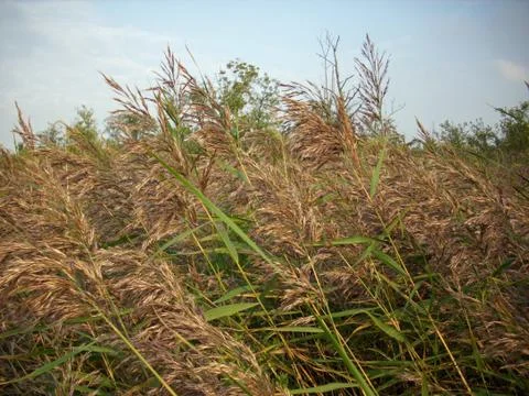 Common reed bed Stock Photos