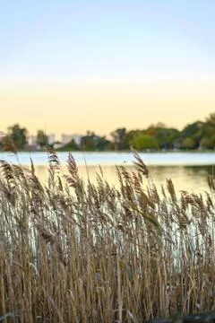 Common reed blowing in the wind at sunset by a lake Stock Photos