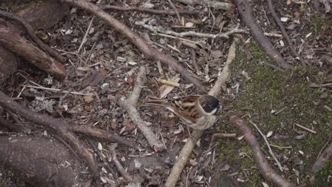 Common reed bunting foraging on forest floor, High Angle, Tracking shot Video stock 344298147