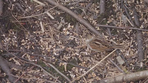 Common Reed Bunting Foraging on Forest Floor, High Angle view Stock Footage 345203407