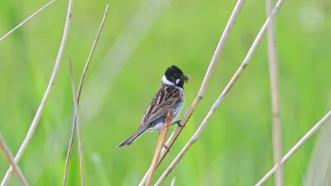 Common Reed Bunting Perched On Tall Grass Stem In A Lush Green Wetland Land.. Stock Footage 336564418