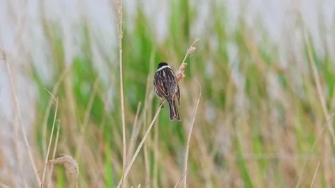 Common Reed Bunting Perched On Tall Grass Stem In A Lush Green Wetland Land.. Stock Footage 336564498