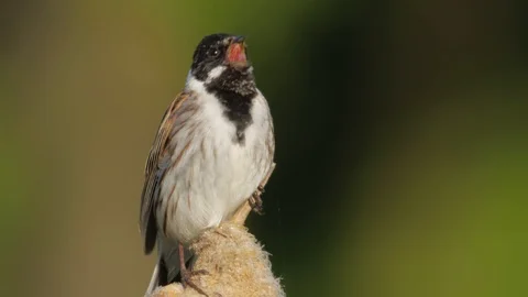 Common reed bunting. Singing bird in spring. Emberiza schoeniclus. Vídeo Stock 89740795