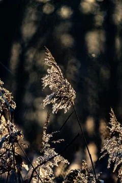 Common reed in evening backlight Stock Photos