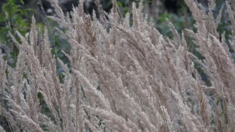 Common reed flower blowing in the wind Stock Footage 79360428