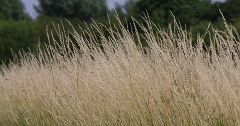Common Reed 库存影片 113067462