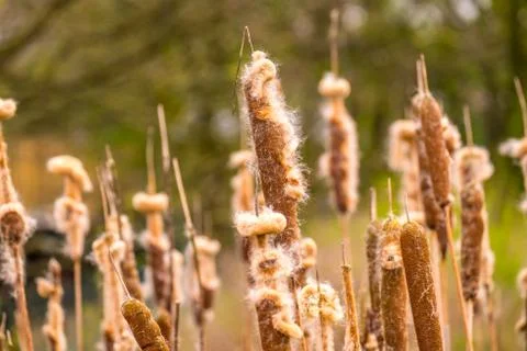 Common reed going to seed by a pond in Cumbria Stock Photos
