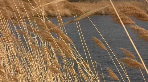 Common reed grass (Phragmites australis) panicles swaying in the wind  Stock Footage 822491