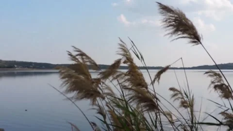 Common reed grass, scientifically known as Phragmites Australis, growing Stock Footage 331506513