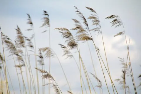 Common reed Stockfoto's