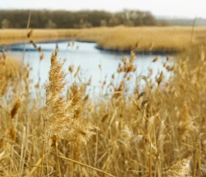Common reed Stock Photos