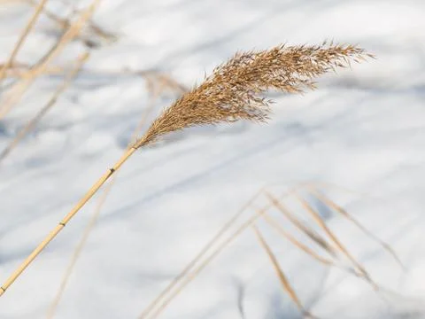 Common reed Stock Photos