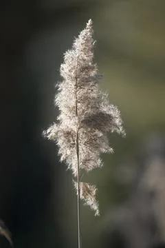 Common reed Foto stock