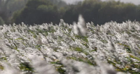Common Reed (Phragmites australis) backlit by the sun. Stock Footage 337408172