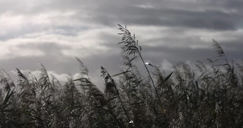 Common Reed (Phragmites australis) backlit by the sun. North Wales. Stock Footage 337409343