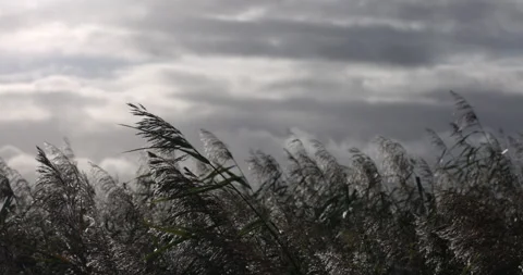 Common Reed (Phragmites australis) backlit by the sun. England. Stock Footage 337409369