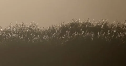 Common Reed (Phragmites australis) backlit by the sun. North Wales. Stock Footage 337412529
