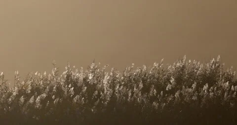 Common Reed (Phragmites australis) backlit by the sun. North Wales. Stock Footage 337414417