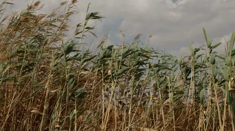 Common reed (phragmites australis) bending with the wind Stock Footage 59834975