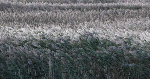 Common Reed (Phragmites australis) blowing in strong wind. Stock Footage 337405995