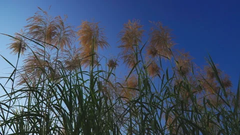 Common Reed Phragmites Australis is leaning in the wind. Stock Footage 301540659