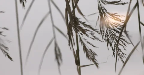 Common Reed (Phragmites australis) reflected in a pool of water. North Wales. Stock Footage 337415298