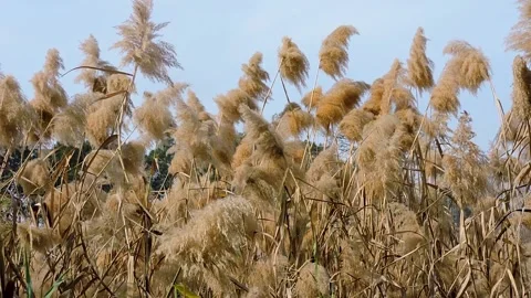 Common Reed (Phragmites australis), a robust perennial grass often found in Stock Footage 328814409