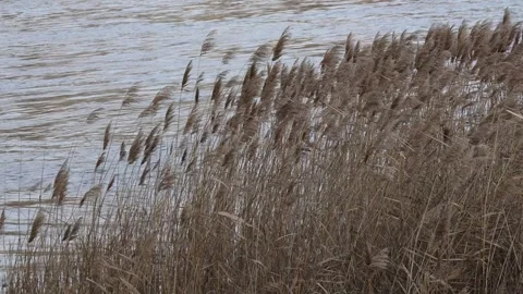 Common Reed (Phragmites) Swaying in the Wind by the River Stock Footage 328219980