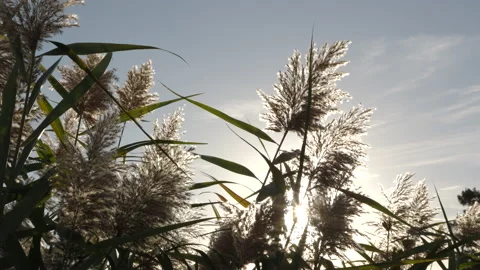 Common reed plant moving in the wind at sunset Stock Footage 220800980