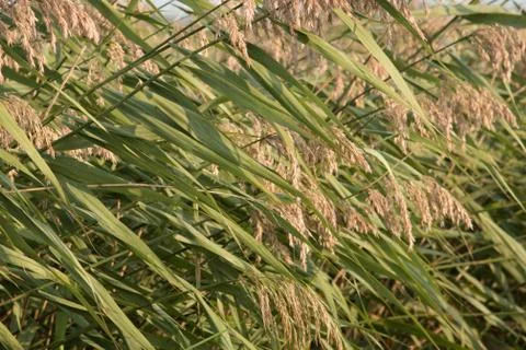 Common Reed Plants Stock Photos