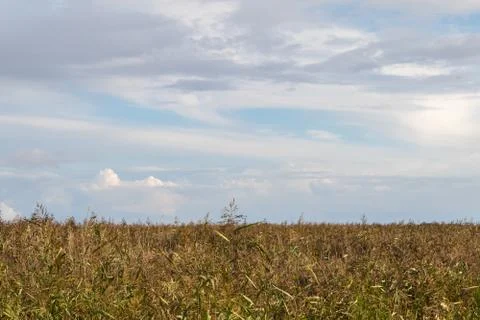 Common reed at in september, cloudy sky above. Horizontal view of reed Stock Photos