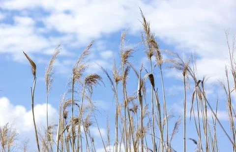 Common Reed of a sky background Photos