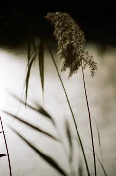 Common reed by the stream Stock Photos