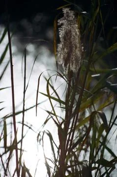 Common reed by the stream Stock Photos