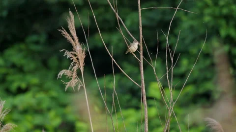 Common Reed Warbler Acrocephalus Spircaceus. Birds in the Żabie Doły reserve Stock Footage 199306232