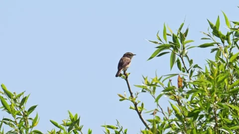 Common reed warbler singing on a branch in heavy wind Stock Footage 292129992
