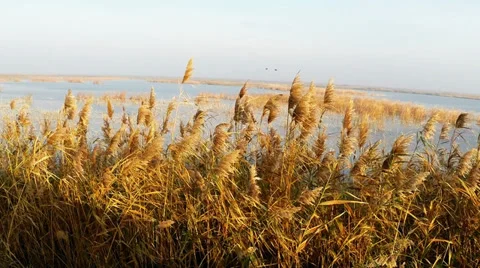 Common reed in the wind Video stock 32346612