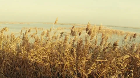 Common reed in the wind Video stock 32346624