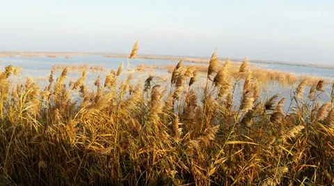 Common reed in the wind Stock Footage 32346652