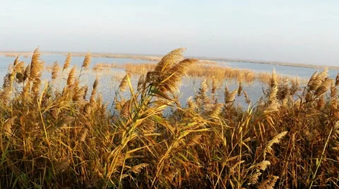Common reed in the wind Video stock 32346668