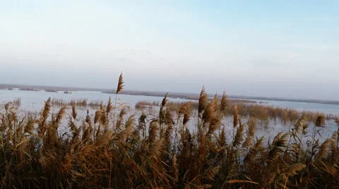 Common reed in the wind Video stock 32346698