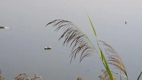 The common reed wind n the air Stock Footage 327703755