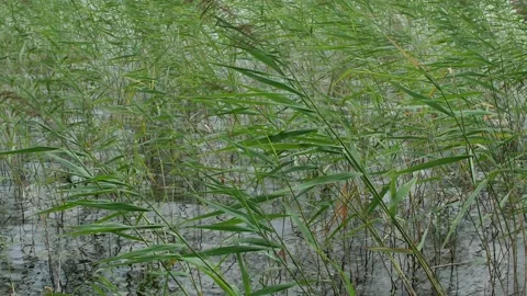 Common Reed in the wind, Phragmites australis Stock Footage 206289884